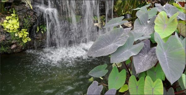 Elephant Ears: Exotic Leafy Plants to Grow Indoors or Out