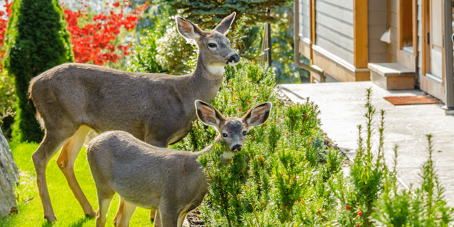 How to Make Your Garden Deer Proof - Gardening Tips