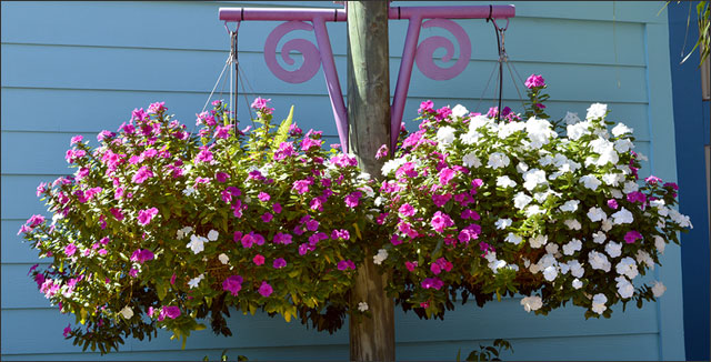 Hanging Baskets: How to Keep Plants Lush - Gardening Tips