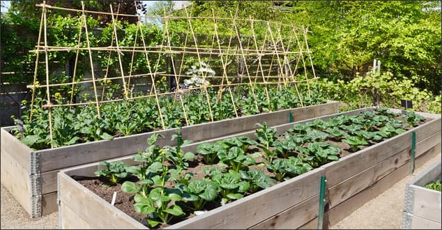 vegetable garden software