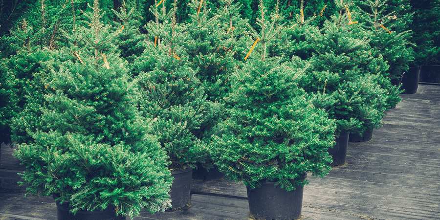 How to keep a potted christmas tree alive outside