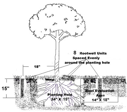 tree root system diagram