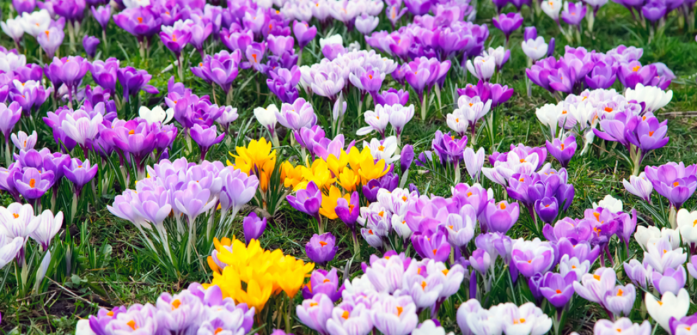 https://www.rootwell.com/images/spring-flowers-1014x487.png