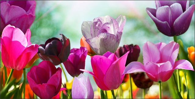 5 Early Spring Flowers that Will Dazzle Your Backyard