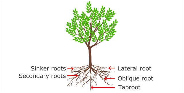 Trees With Non Invasive Roots India Twanda Grogan