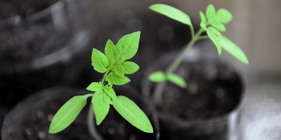 Indoor Vegetable Garden Reddit - Looking for vegetables I can grow indoors in the winter.